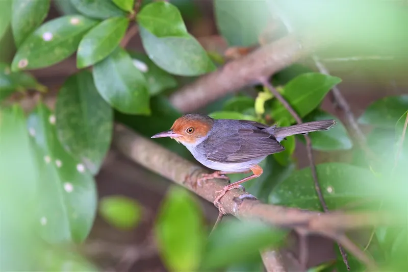 Ashy Tailorbird in Singapore - Botanic Garden