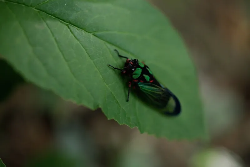 cigarra colorida em bosque de cedros