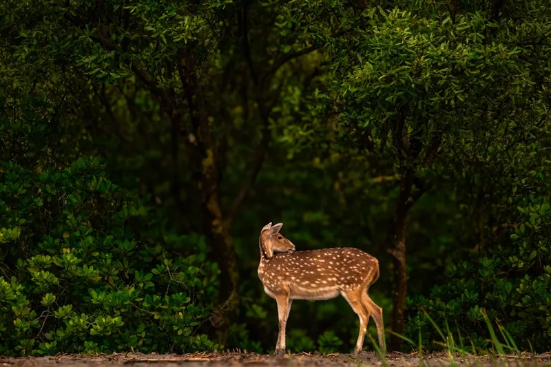 Spotted deer stands in a lush green forest.